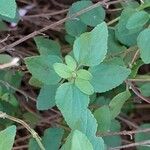 Salvia × jamensis Leaf