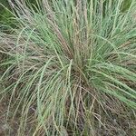 Tripidium ravennae Habit