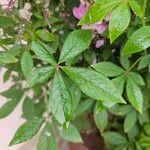 Cleome houtteana Leaf