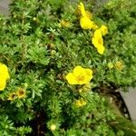 Dasiphora fruticosa عادت داشتن