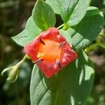 Manettia cordifolia Kwiat