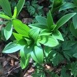 Lilium martagon Hoja