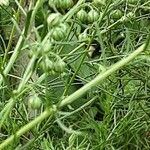 Artemisia californica Bark