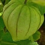 Physalis philadelphica Fruchs