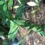 Epilobium parviflorum Leaf