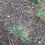 Danthonia decumbens Habitus