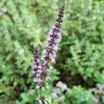 Mentha spicataFloare