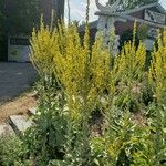 Verbascum lychnitis Habitat