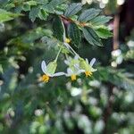 Begonia foliosa Blüte