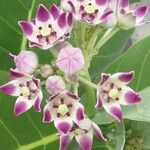 Calotropis procera 花