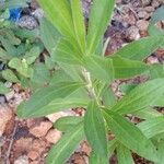 Solidago chilensis Feuille