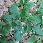 Symphytum tuberosum Blad