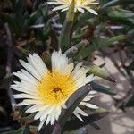 Carpobrotus edulisFlower