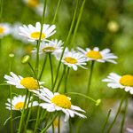 Leucanthemum gracilicaule Habit