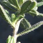 Lithodora hispidula Leaf