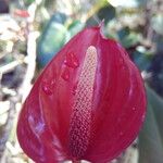 Anthurium andraeanum Flower