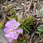 Androsace carnea Hostoa