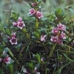 Lysimachia maritima ফুল