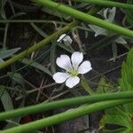 Cerastium tomentosumFlower