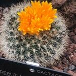 Rebutia neocumingii 葉