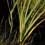 Typha latifoliaOutro