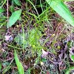 Agalinis tenuifolia Blodyn