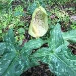 Arum italicum Цвят