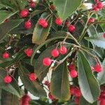 Ardisia crenata Fruit