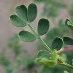 Coronilla glauca Leht