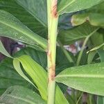 Hedychium coccineum Casca