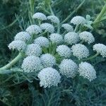 Seseli gummiferum 花
