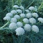 Seseli gummiferum Flower