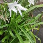 Crinum × powellii অভ্যাস