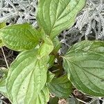 Cornus sanguineaFoglia