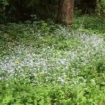 Myosotis nemorosa Hábitos