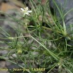 Spergularia flaccida Arall