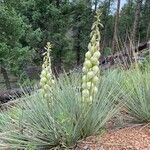 Yucca glauca Virág