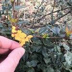 Berberis darwinii Blüte