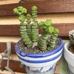 Crassula rupestris पत्ता