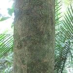 Protium apiculatum Coajă