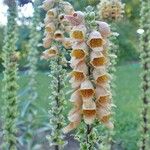 Digitalis ferruginea Frucht
