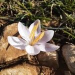 Crocus cambessedesii Квітка