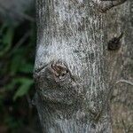 Dombeya acutangula Bark