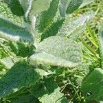 Mentha × villosa Hoja