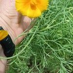 Eschscholzia californicaFlower