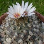 Turbinicarpus schmiedickeanus Квітка