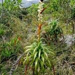 Dracophyllum verticillatum ᱛᱟᱦᱮᱸ