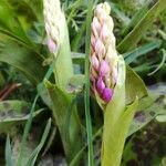 Orchis mascula Blodyn
