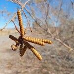 Prosopis pubescens