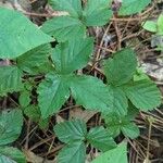 Rubus hispidus Leaf